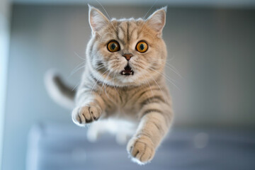 Funny cat or kitten in flight indoor, face of jumping pet on blurred grey background. Portrait of cute flying domestic animal. Concept of play, energy, hunt