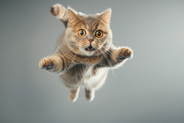 Cute cat or kitten in flight indoor, face of jumping pet on blurred grey background. Portrait of funny flying domestic animal. Concept of humor, play, hunt