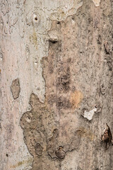 Platanus tree bark surface closeup as natural background