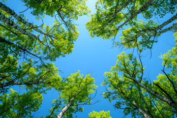 Fototapeta premium Vertical image of clear blue sky and green trees, perfect for earth day or world environment day desktop backgrounds.