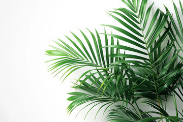 Palm leaves on white background, illustration, palm tree, tropical climate, pattern