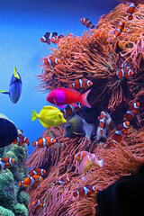 Tropical fish and coral in aquarium