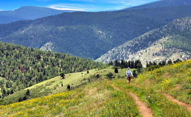 Fototapeta na wymiar Hiker on the Elk Range Trail, Jefferson County, Colorado