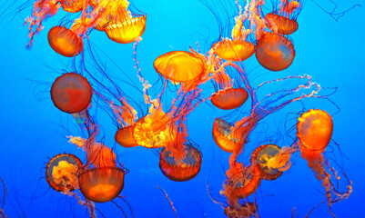 Obraz na płótnie Canvas Group of jellyfish in an aquarium