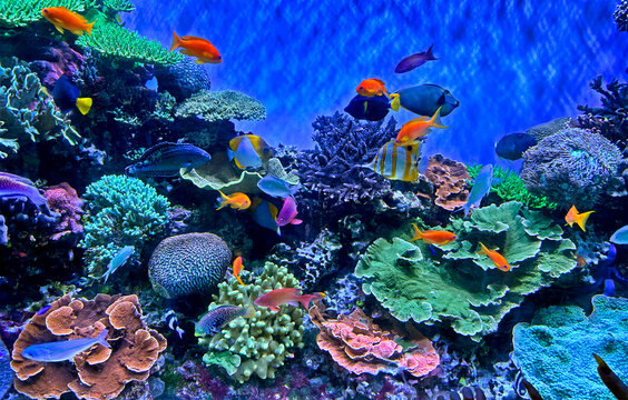 Tropical fish and coral n an aquarium