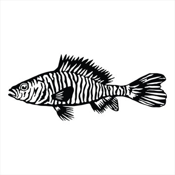 recommend clip art: Zebra Danios Silhouette