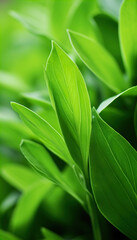 Fototapeta na wymiar Fresh Herbal Plant Andrographis Paniculata Leaves Nature , Generate AI