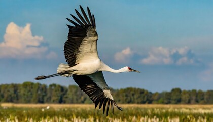 whooping crane - Grus americana - is an endangered crane species, native to North America named for its whooping calls flying in flight with blue sky background - obrazy, fototapety, plakaty