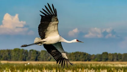 Foto op Plexiglas whooping crane - Grus americana - is an endangered crane species, native to North America named for its whooping calls flying in flight with blue sky background © Chase D’Animulls