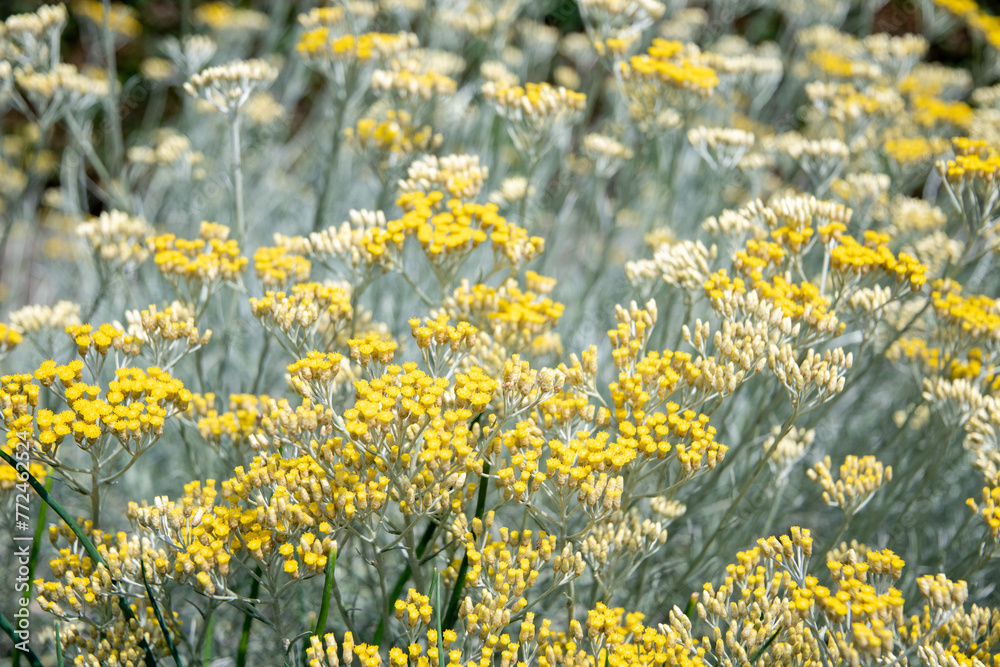 Wall mural curry plant,Italian immortelle with silver leaves, aromatic spice, ornamental plant,Bush with many small yellow flowers