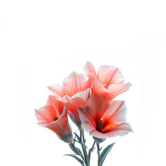 Flowers bouquet isolated on white background