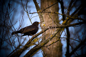 common blackbird perching on the tree branch