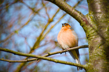 Eurasian chaffinch perching on a tree branch close-up