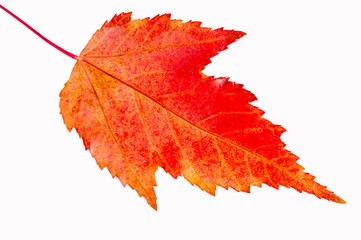Autumn leaf of Maple Acer ginnala Beautiful red and orange colors in autumn. Commonly found as a landscape tree The leaves are usually three-lobed with jagged edges Adds a touch of beauty to any yard