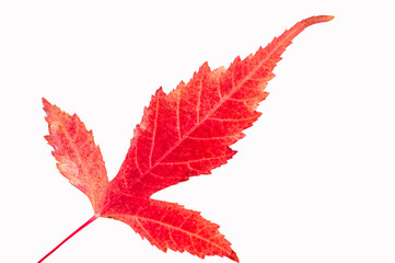 Autumn Leaf Maple Acer ginnala, A beautiful and iconic symbol of autumn. The characteristic red...