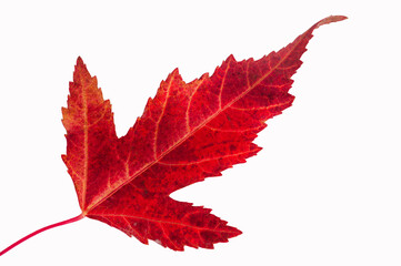 Autumn Leaf Maple Acer ginnala, Commonly known as Amur maple. Typically has red or orange fall...