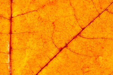 Detailed macro shots of autumn maple leaves. Beautiful textures and backgrounds for design projects. Capture the essence of fall with close-up images. Ideal for creating seasonal themed content