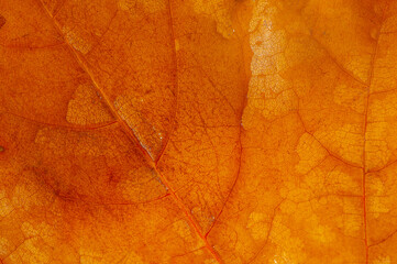 Capture the beauty of fall with close-up photos of maple leaves. Use as a textured background for...