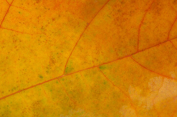 Capture the beauty of autumn with macro photography. Create stunning backgrounds with detailed textures. Explore the intricate details of a maple leaf up close.