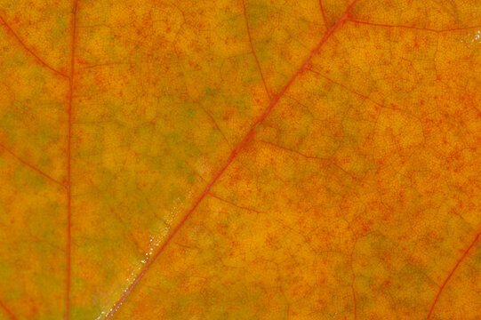 Capture the beauty of autumn with macro photography. Create stunning backdrops with maple leaves. Experiment with different textures and colors for unique effects.