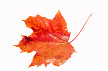 Close-up shots highlighting the intricate details of autumn maple leaves. Beautiful colors and...