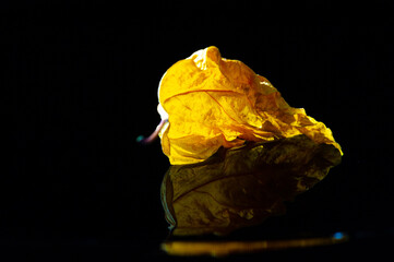 Beautiful color contrast between the bright yellow hibiscus leaf and the black background. The...