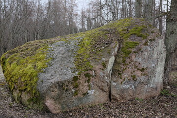 A boulder or bowlder (a rock fragment) in the forest