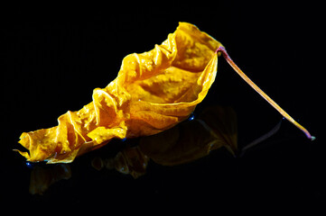 Beautiful contrast between the bright yellow hibiscus leaves and the dark background. Dried leaves...