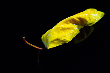 Bright yellow hibiscus leaves stand out against a dark background. Ideal for adding a pop of color...