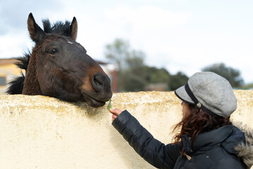 caballo curioso