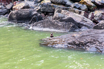 Photograph of a baby seal sitting on a rock in Milford Sound in Fiordland National Park on the South Island of New Zealand