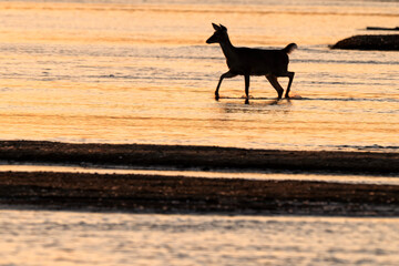 White-tailed doe crossing the Platte River at sunset; Crane Trust; Nebraska