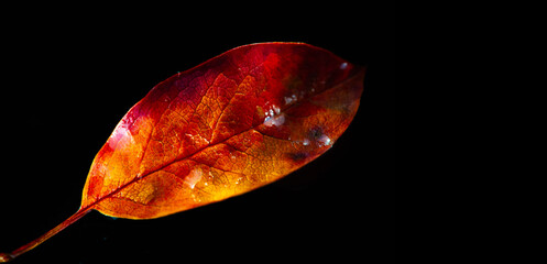 Rowan Leaf Stunning contrast of the colors of the red leaf and black background. Conveys the beauty...