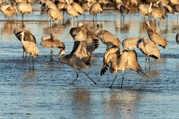 Sandhill cranes (Grus canadensis) roosting in Platte River;  Nebraska - 772470387