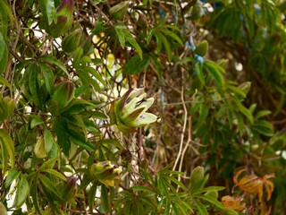 The blue passionflower, bluecrown passionflower or common passion flower (Passiflora caerulea), Spain