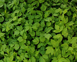 Green, dense herbs
