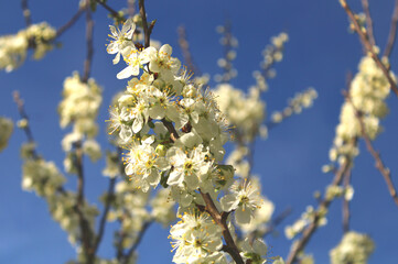 Obraz premium Cherry blossoms in spring