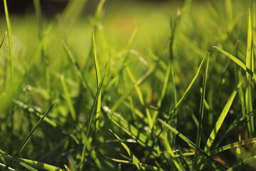 Green meadow in spring