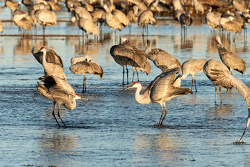 Obraz premium Sandhill cranes (Grus canadensis) roosting in Platte River; Nebraska