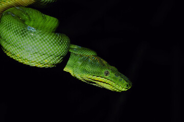 Boa canin sur la piste de Kaw, en Guyane française