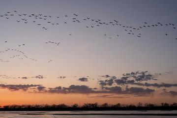 Sandhill cranes (Grus canadensis) along the Platte River at sunset; Crane Trust; Nebraska  - 772474189