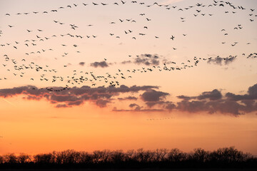 Sandhill cranes (Grus canadensis) along the Platte River at sunset; Crane Trust; Nebraska  - 772474368