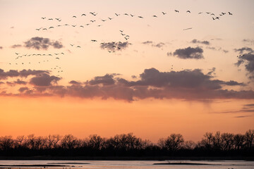 Sandhill cranes (Grus canadensis) along the Platte River at sunset; Crane Trust; Nebraska  - 772474918