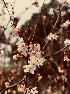 Beautiful almond tree branch blossoming.