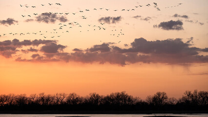 Sandhill cranes (Grus canadensis) along the Platte River at sunset; Crane Trust; Nebraska  - 772475114