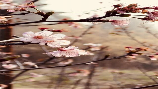 Beautiful almond tree branch blossoming.