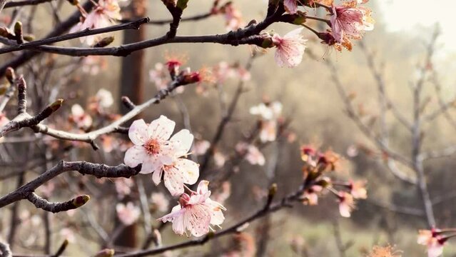 Beautiful almond tree branch blossoming.