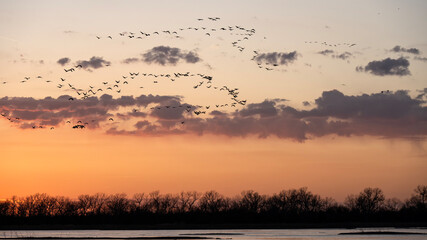 Sandhill cranes (Grus canadensis) along the Platte River at sunset; Crane Trust; Nebraska  - 772475331