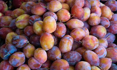 Matte colored plums of yellow and burgundy hues. A multitude of fresh plums lying in a pile forming a fruit pattern.