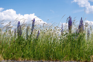 Flowers and tall grass in a green meadow with blue sky - 772476175
